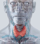 אף אוזן גרון (אוטורינולרינגולוגיה) - תמונת אווירה